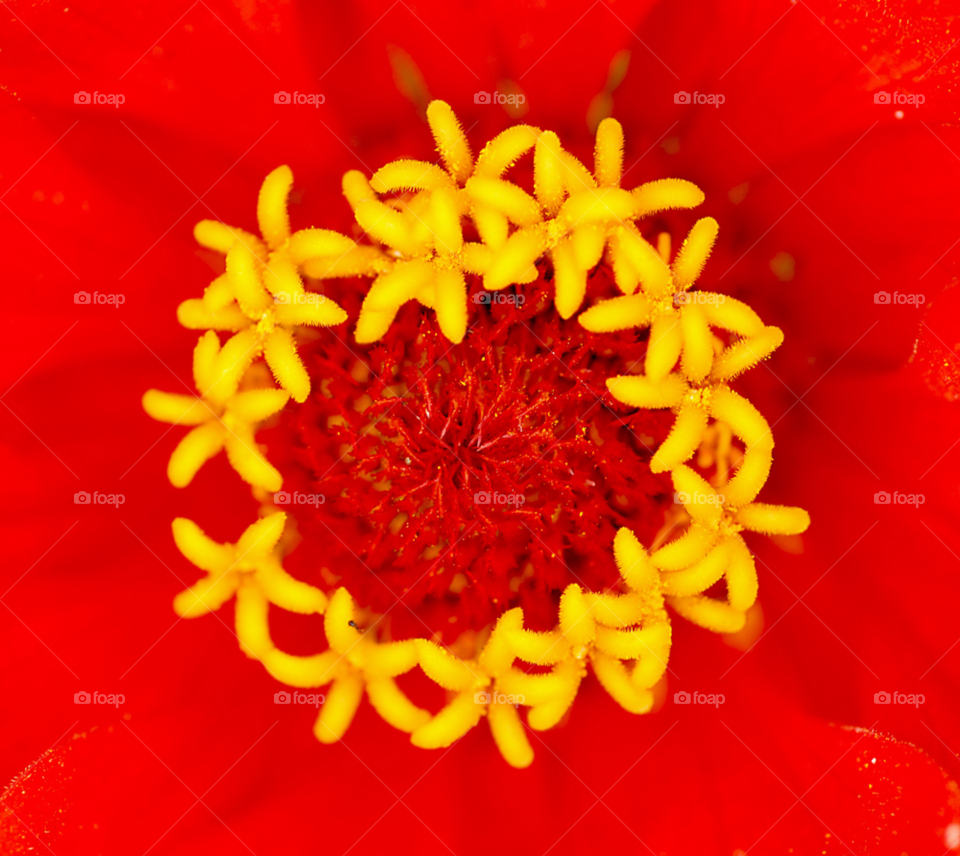 flower red flower red and yellow flower by lightanddrawing