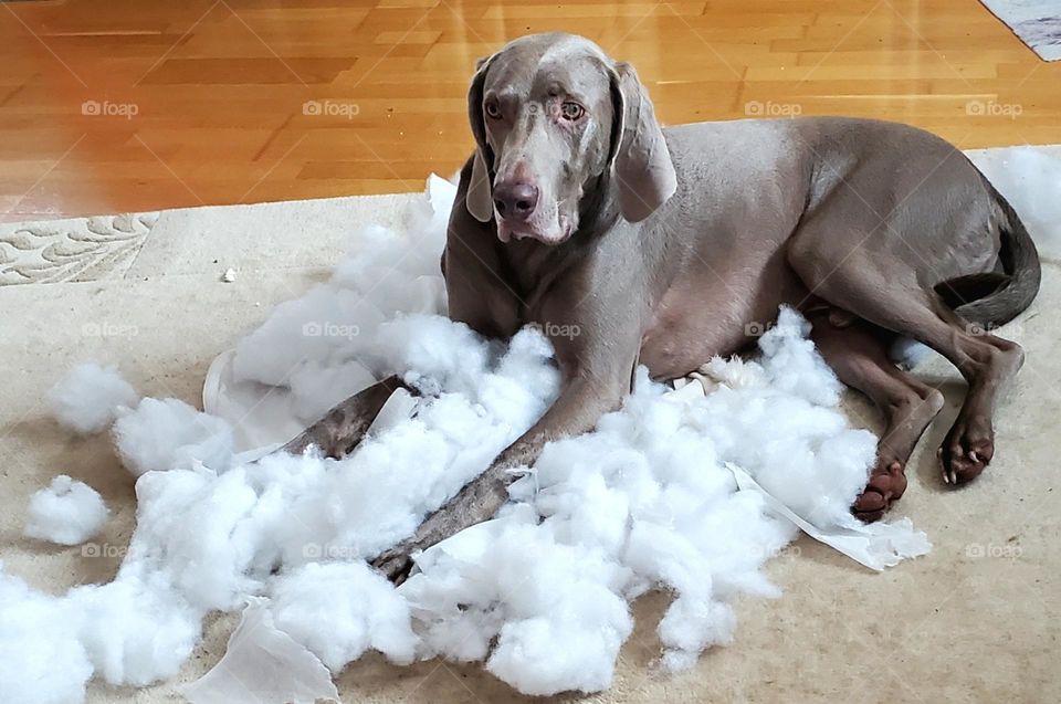 It was not me. A Weimaraner dog i  between pieces of a bust pullow