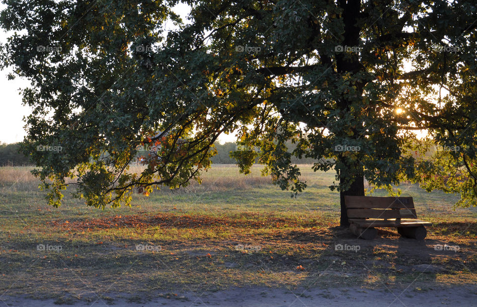 Lovely evening in the park 