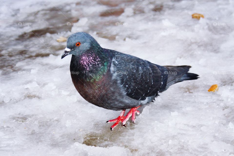 pigeons in the city in winter