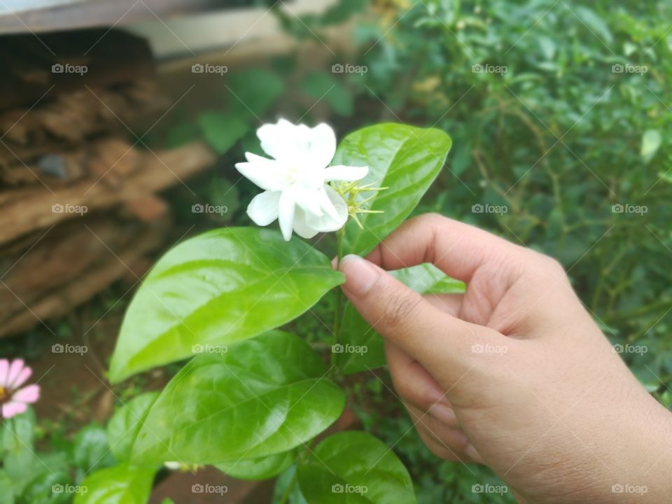Jasmine blooming