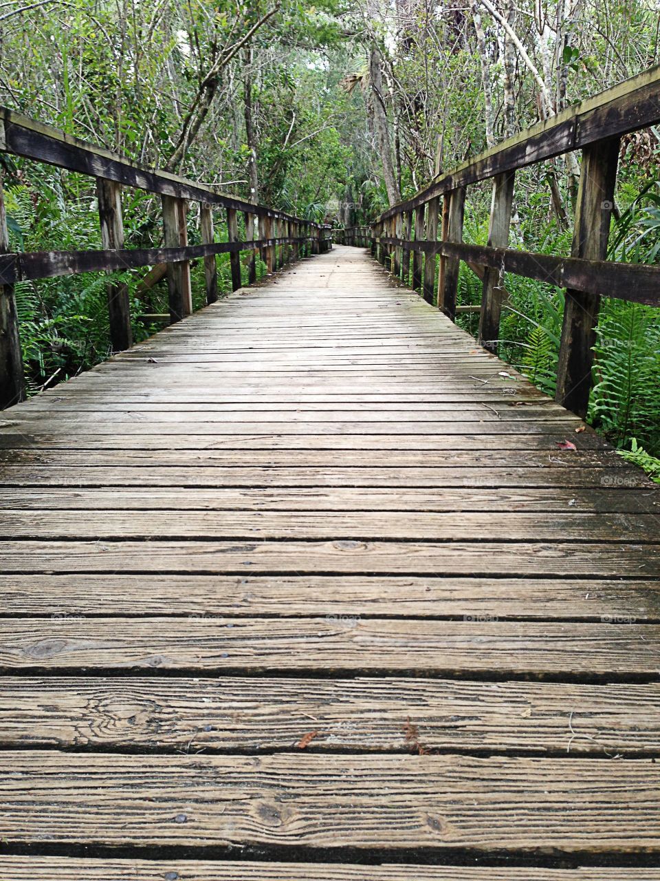 Boardwalk through the wetlands.
