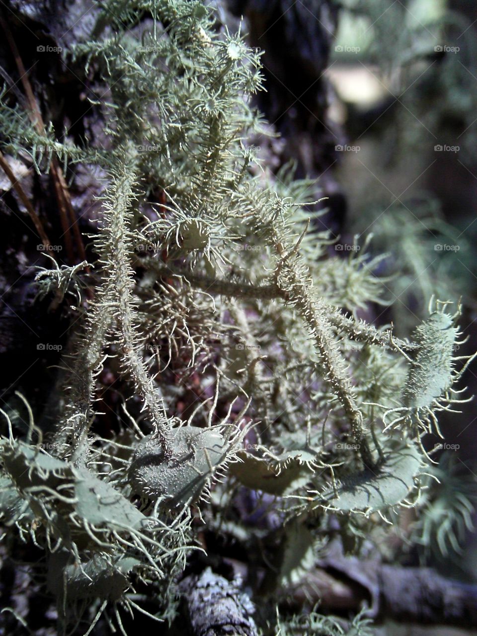 usnae lichen