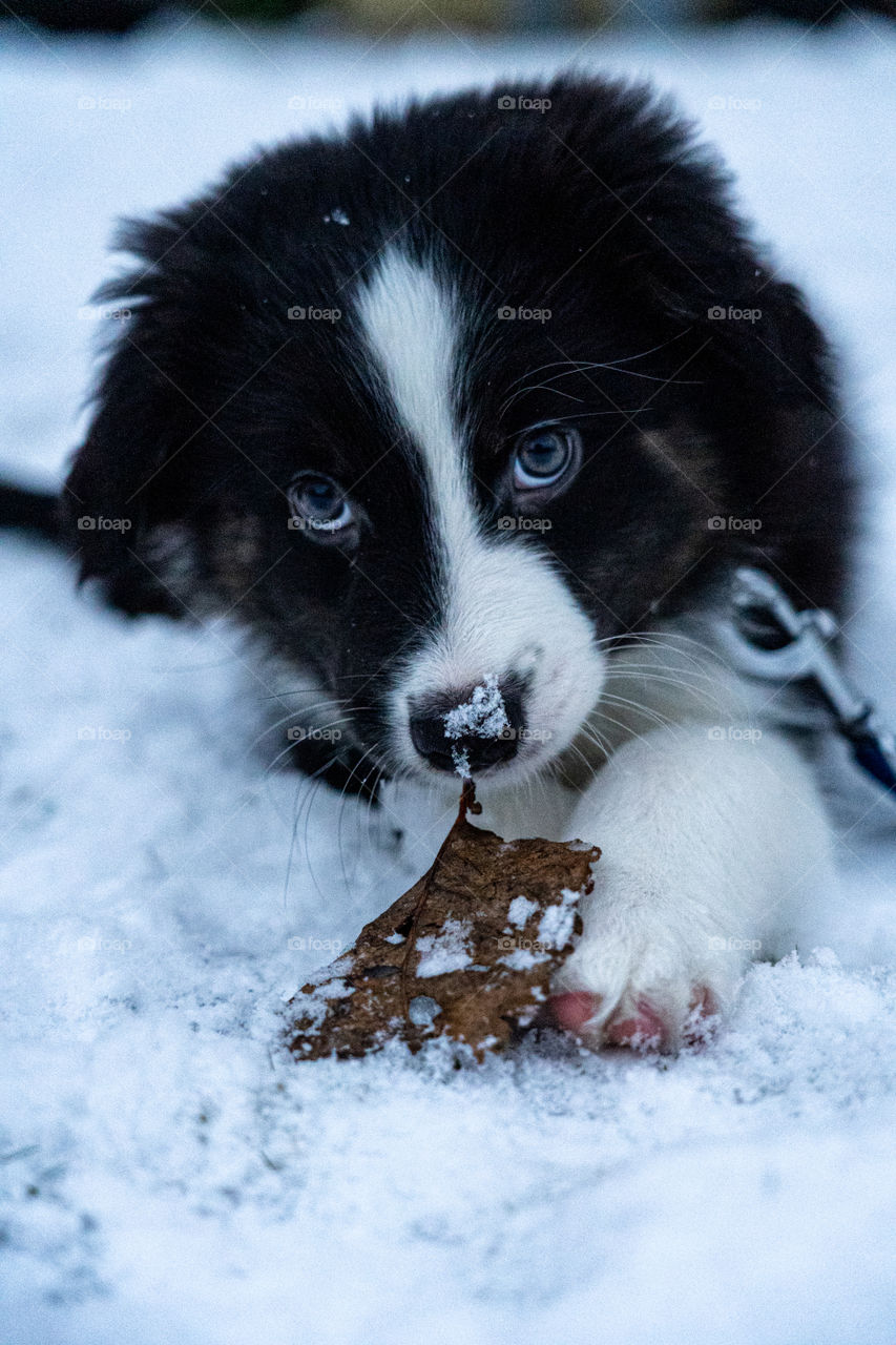 First puppy snow. December is a magical month.