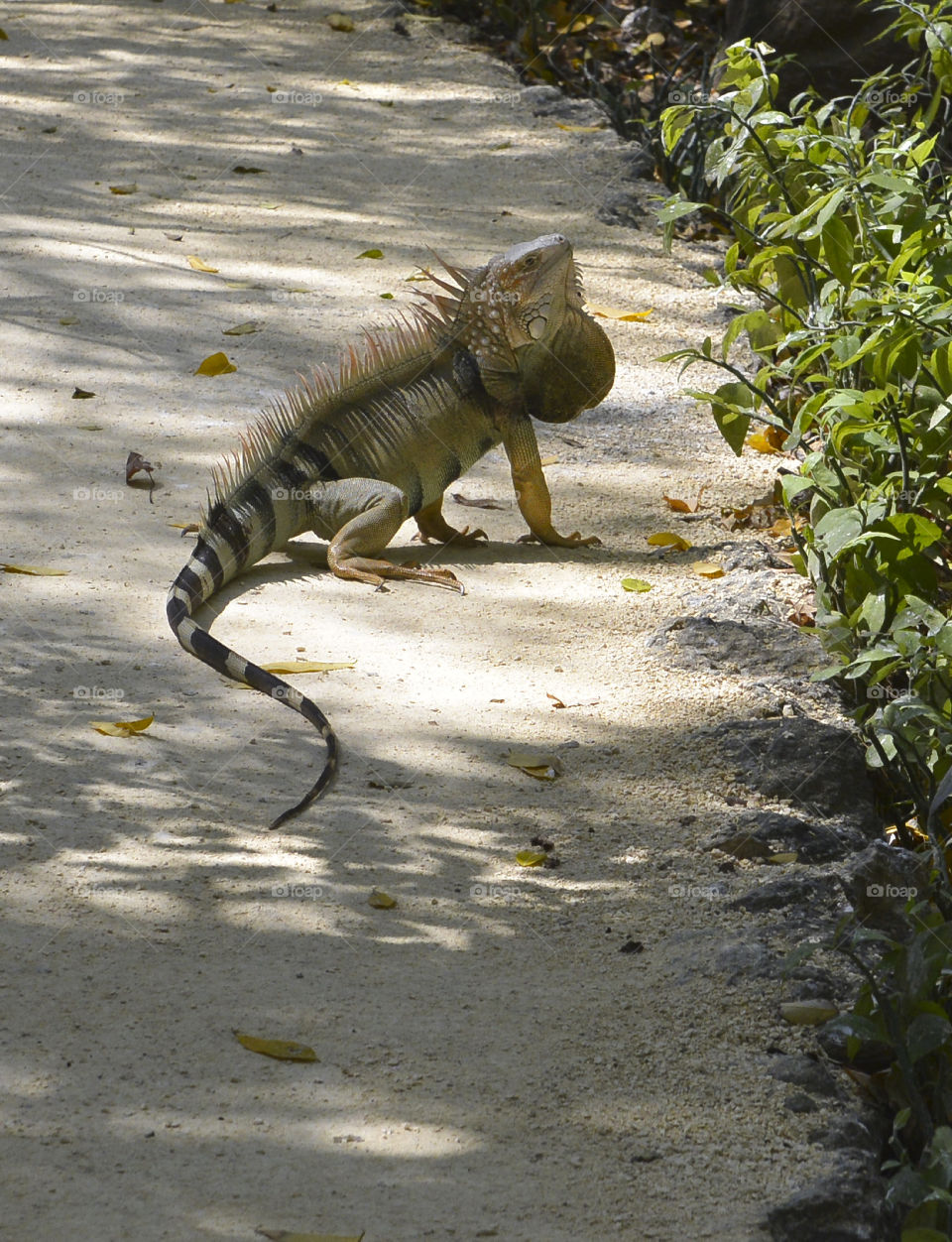 Iguana