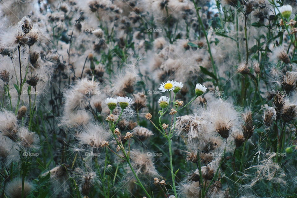 wildflowers