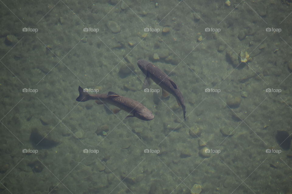 Fishes in clear water looks like they dance 