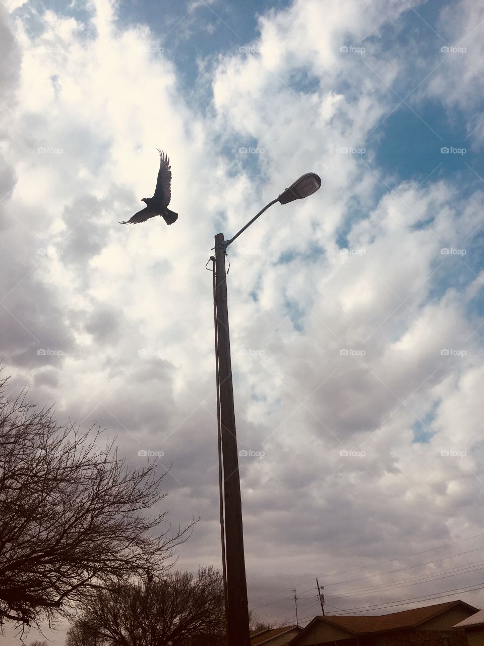 A Bird I photo captured in action hopping right off the light post. Taken in Killeen Texas. 