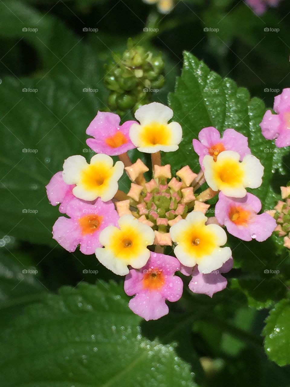 Lantana