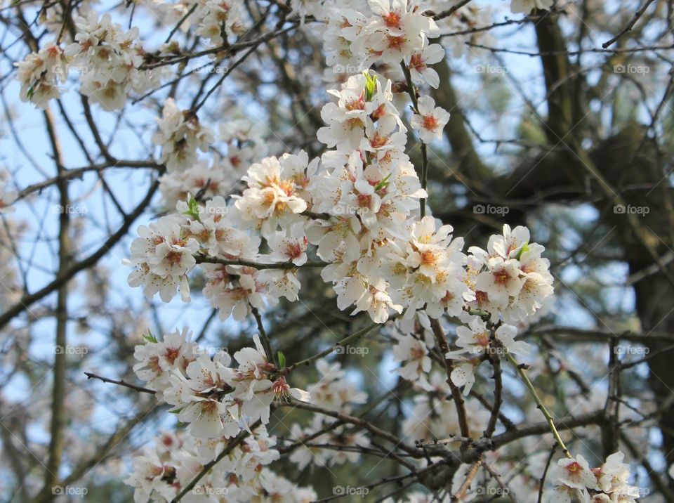 Spring flowers 