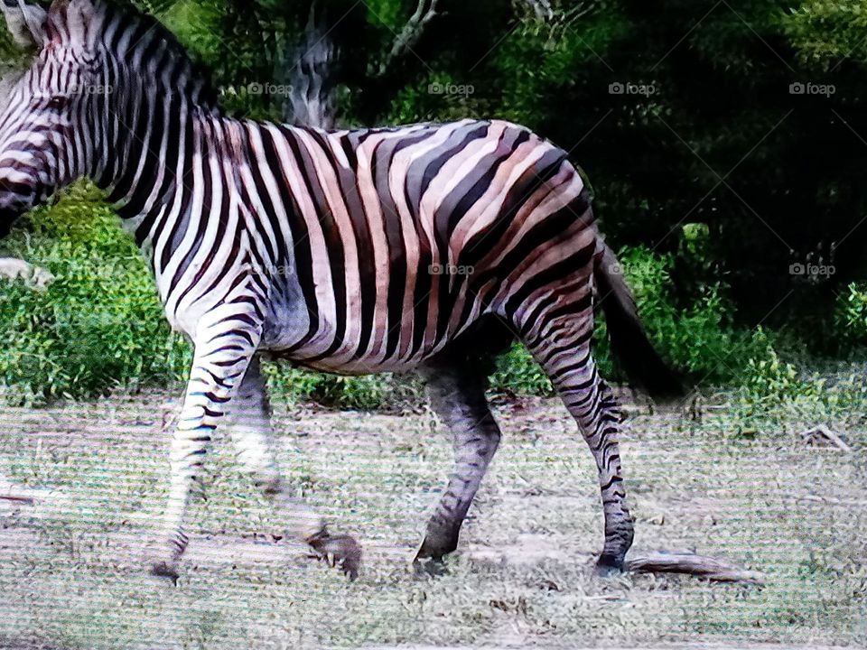 one zebra