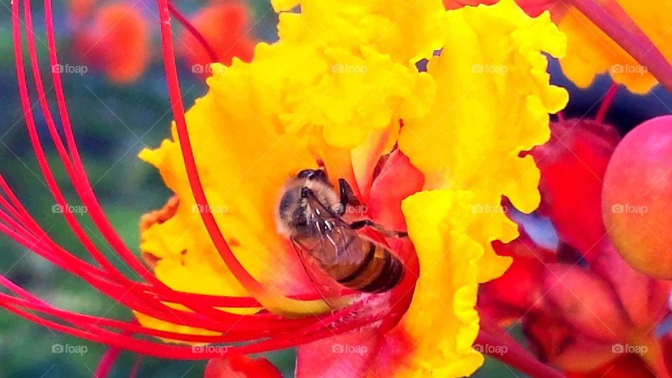 Bee on Red Bird of Paradise Flowers