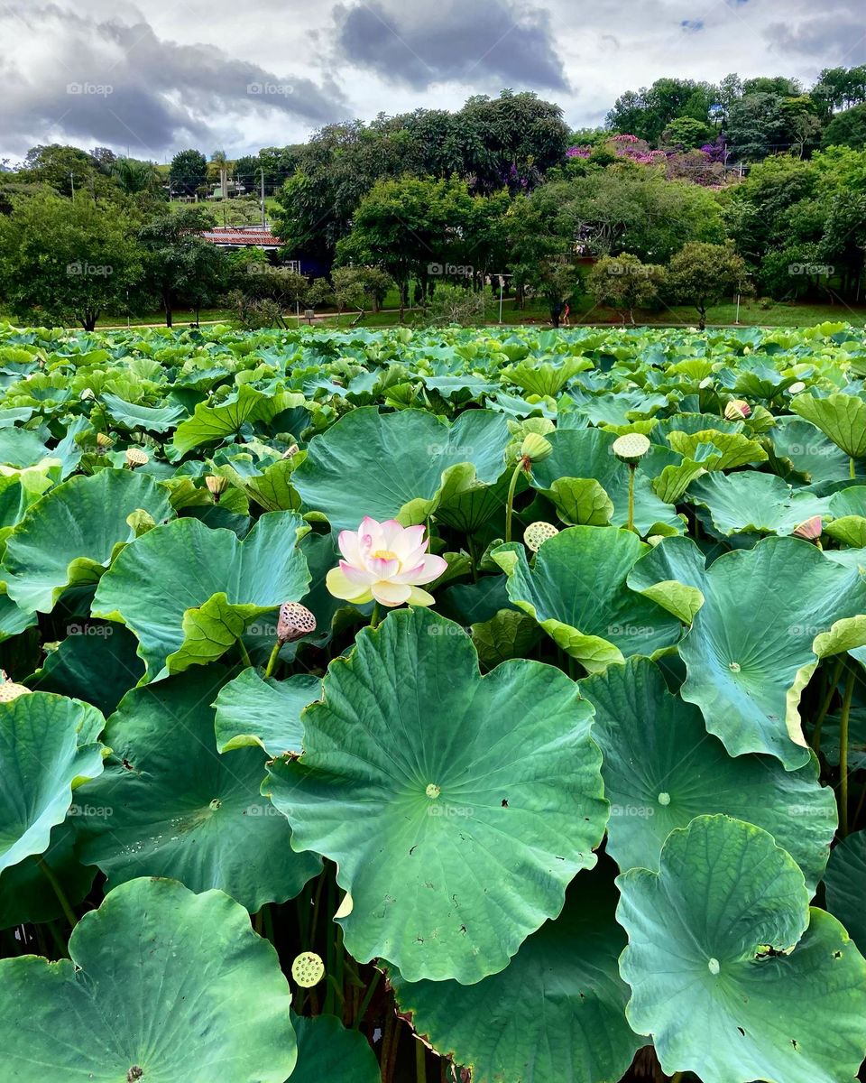 Flor de lótus: uma invasão dessas plantas aqui no Lago do Taboão!

A natureza nos impressiona…