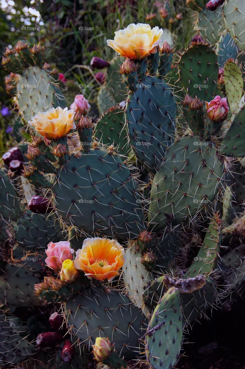 cactus