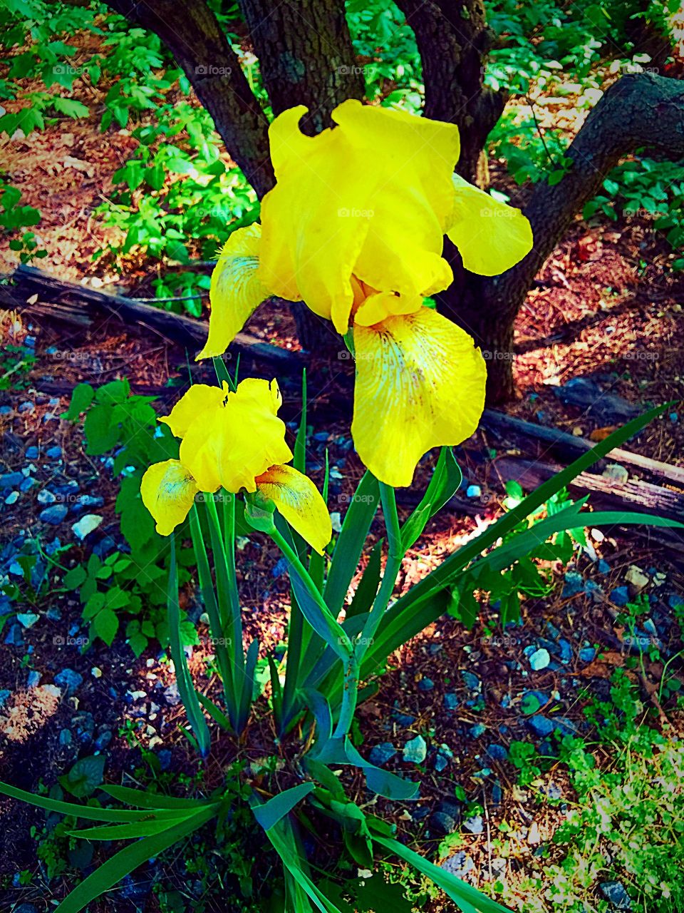 Iris in the garden
