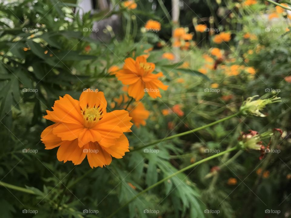 Lots of flowers, yellow color or orange color