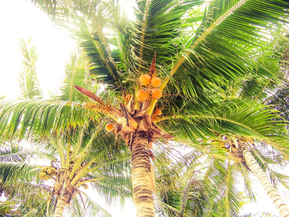 Coconut tree