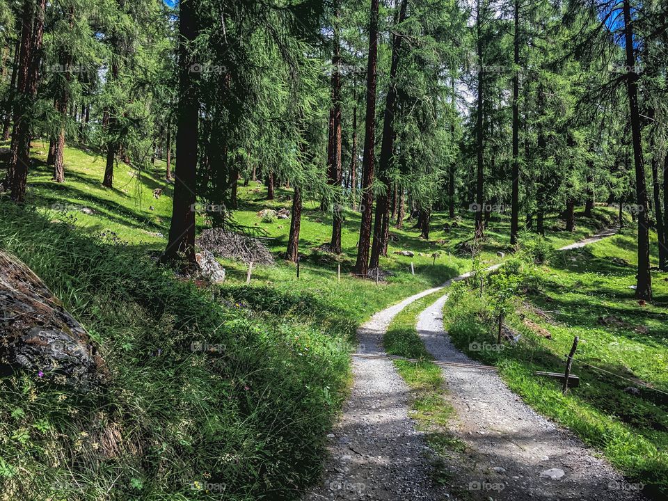 Green forrest in the Engadin Mountains, Switzerland