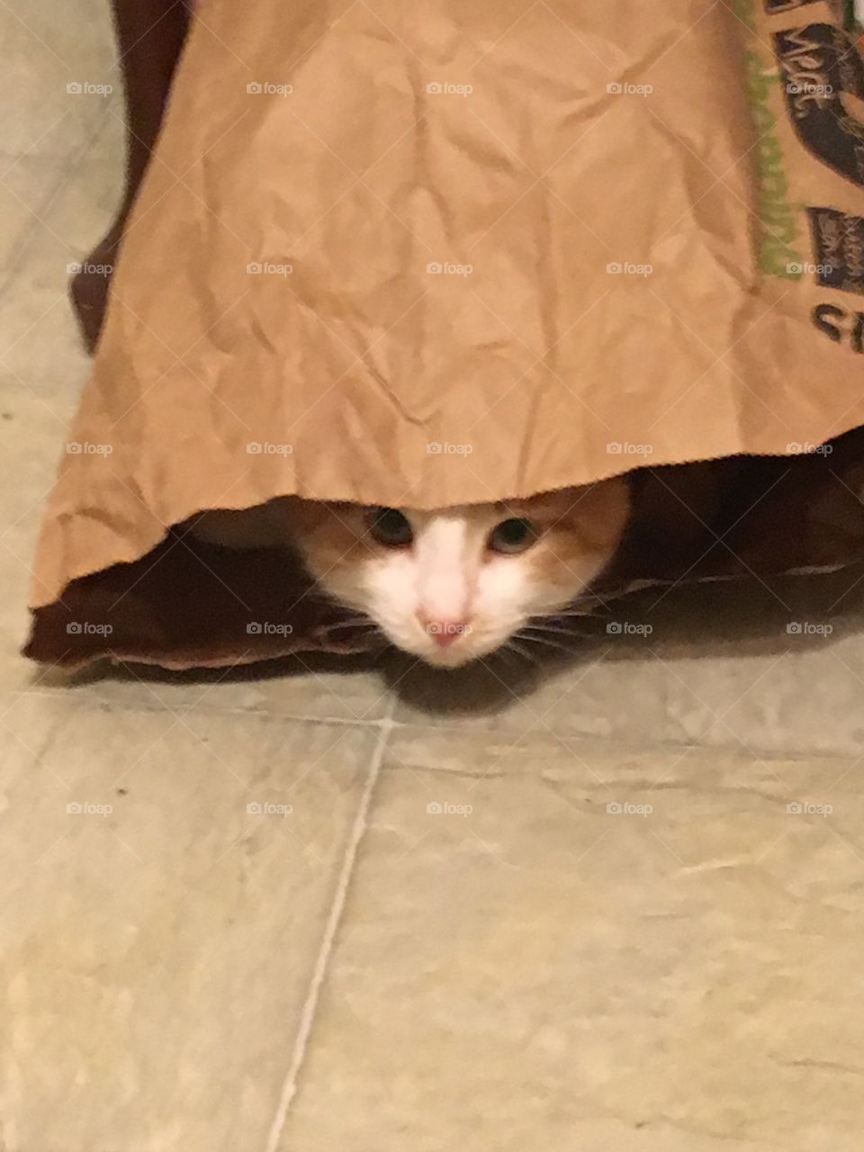 Cat in a bag. They can’t see me but I can see them and I’m ready to attack you! 