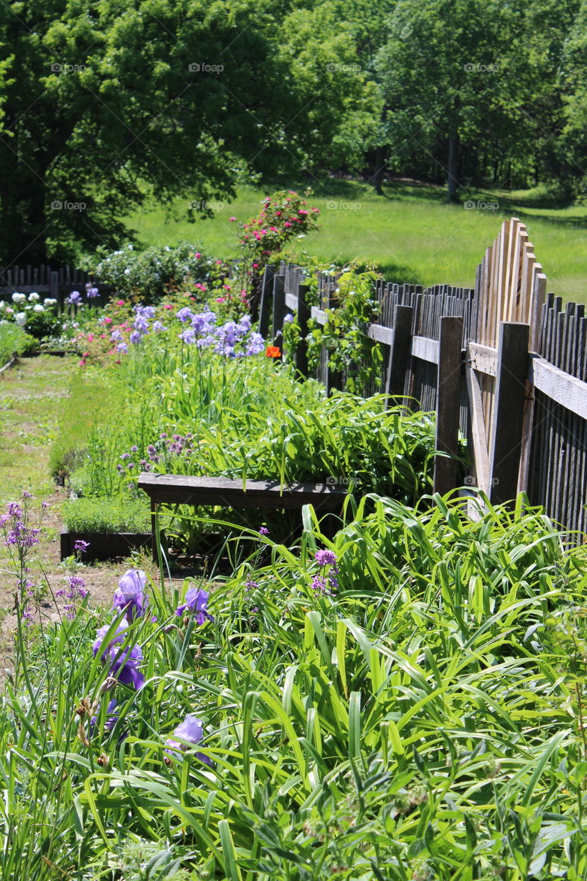 Flower Garden 