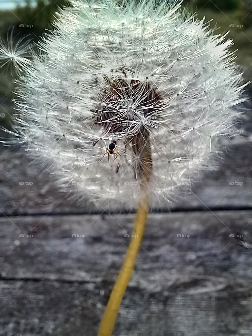 DANDELION