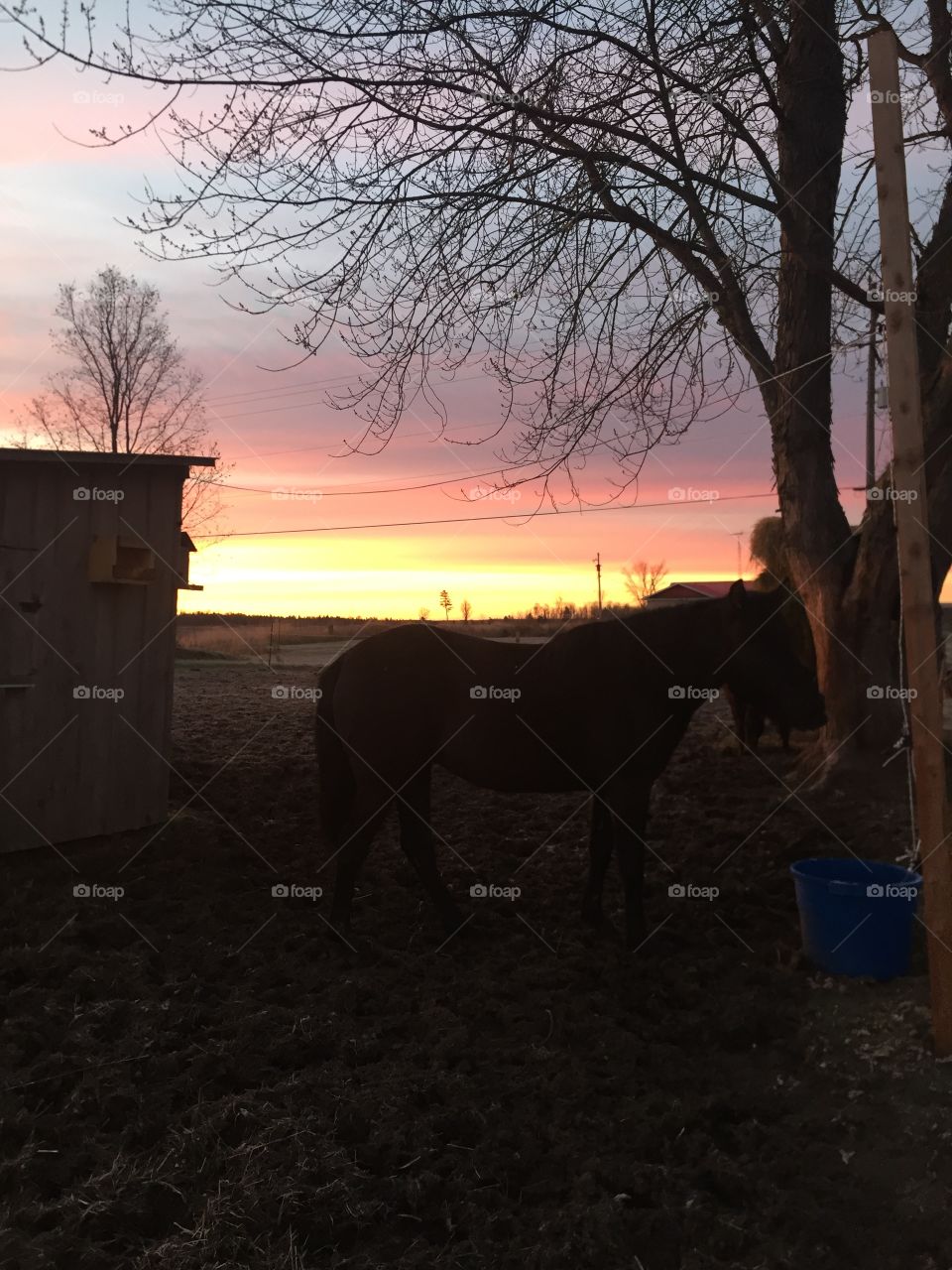 Sun coming up on a beautiful crisp morning a spectacular day to come a great day to be a horse