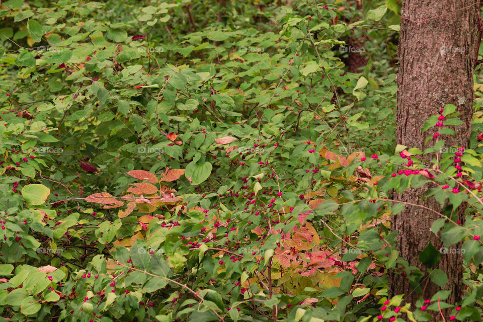 red leaves and berries