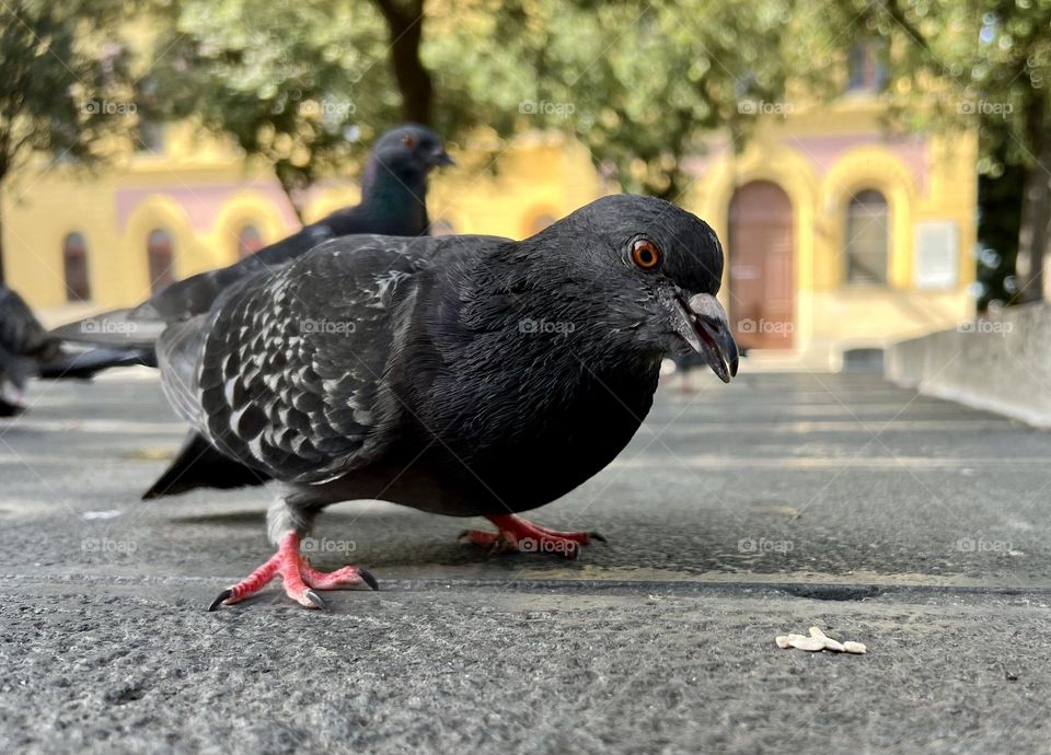 Pigeon 