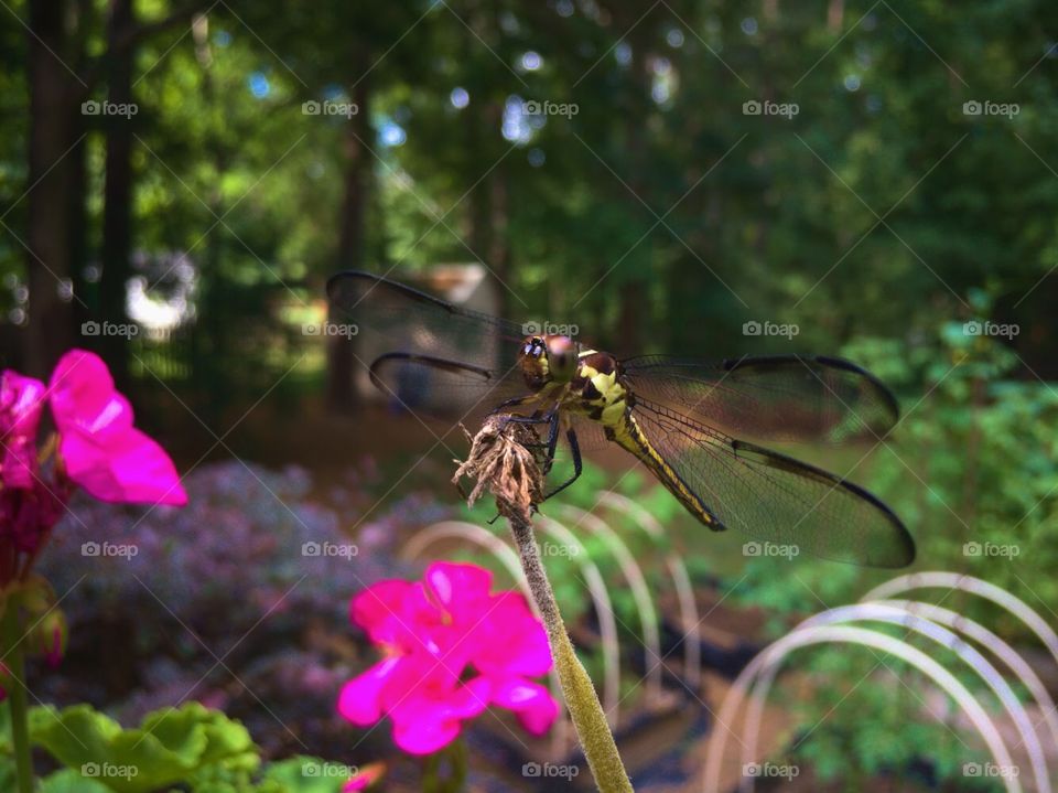 This dragonfly showed up in my backyard yesterday. It was courteous enough to allow me a couple nice shots before it moved on.