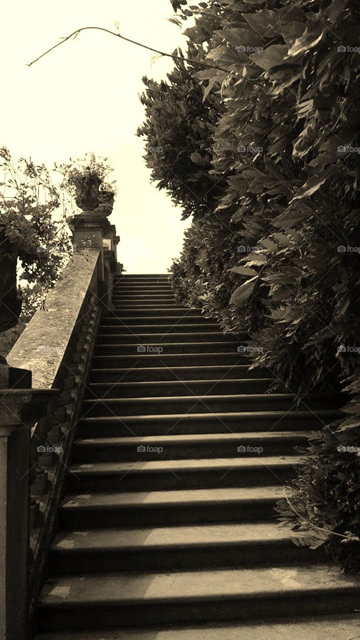 Monochrome, No Person, Tree, Step, Guidance