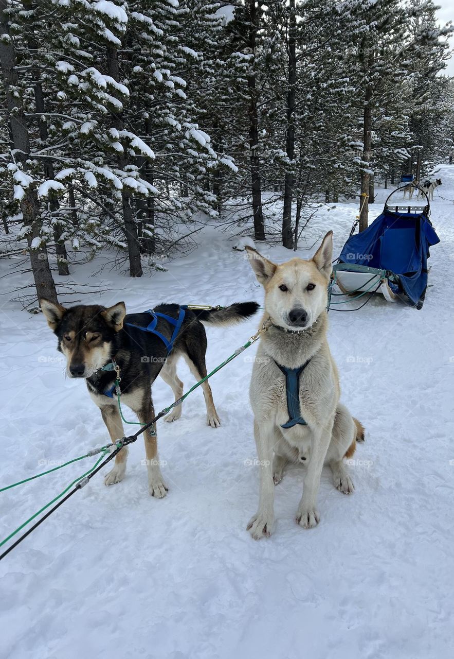 Dog sledding in Montana 