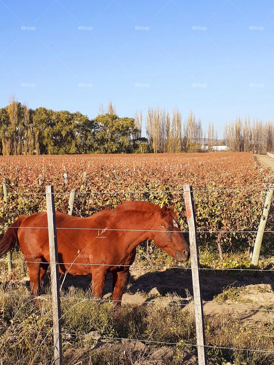 otoño