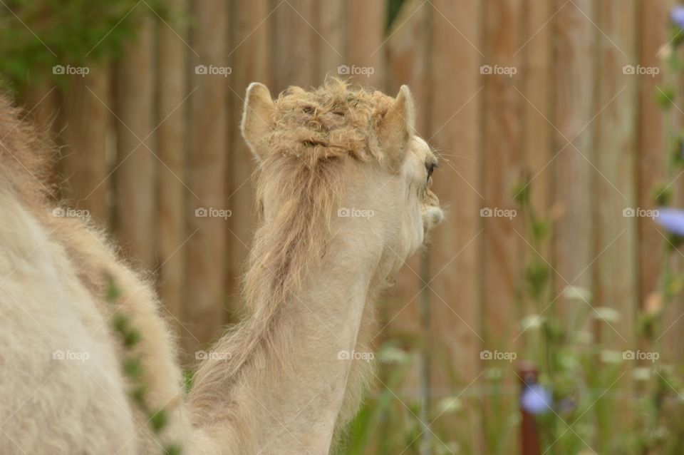Sally the camel has two humps... 🐫
