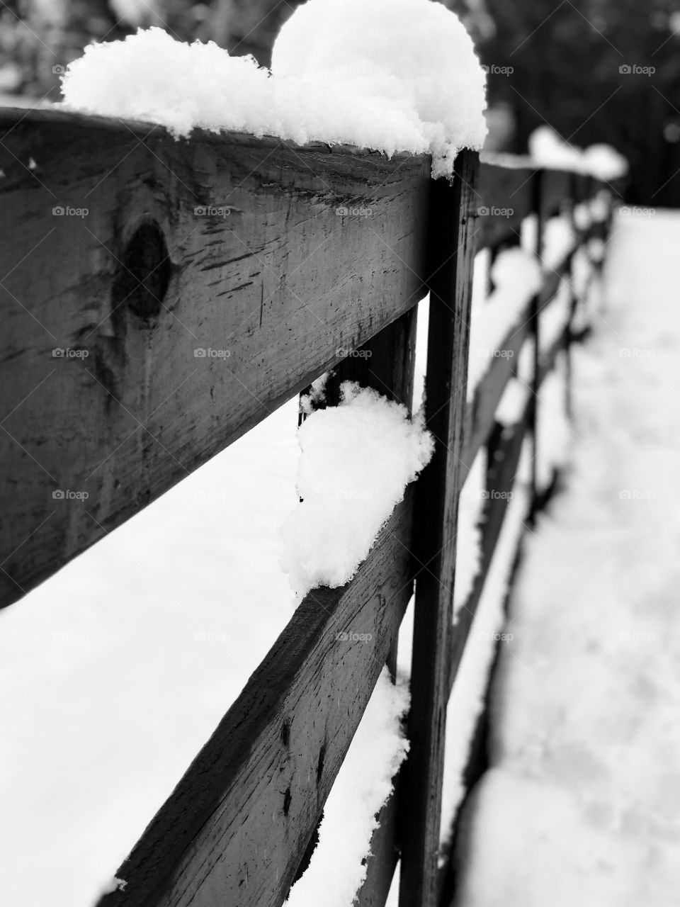 Snowy Fences