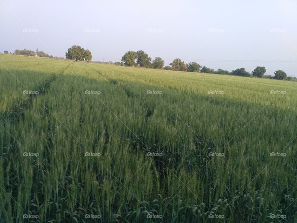 awesome wheat of farm village location of gujarat really good place enjoyable farm