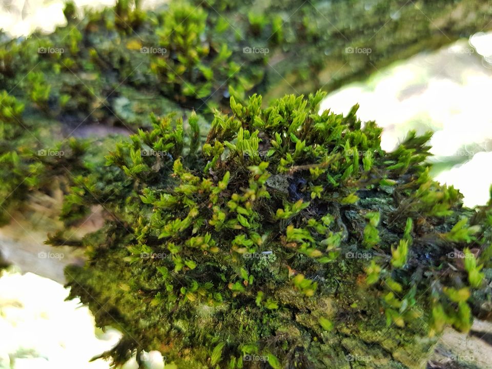 Moss on the branch