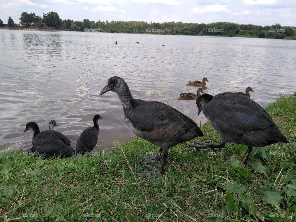 ducks family on a green grass lake shore summer time, mobile photography