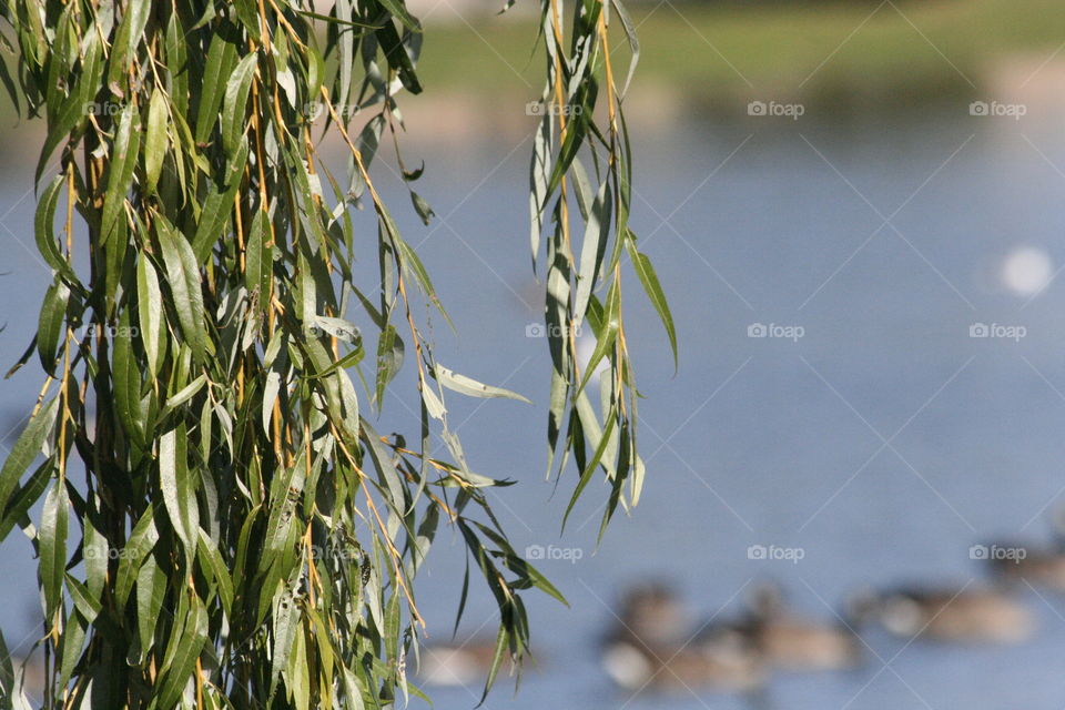 Weeping willow 