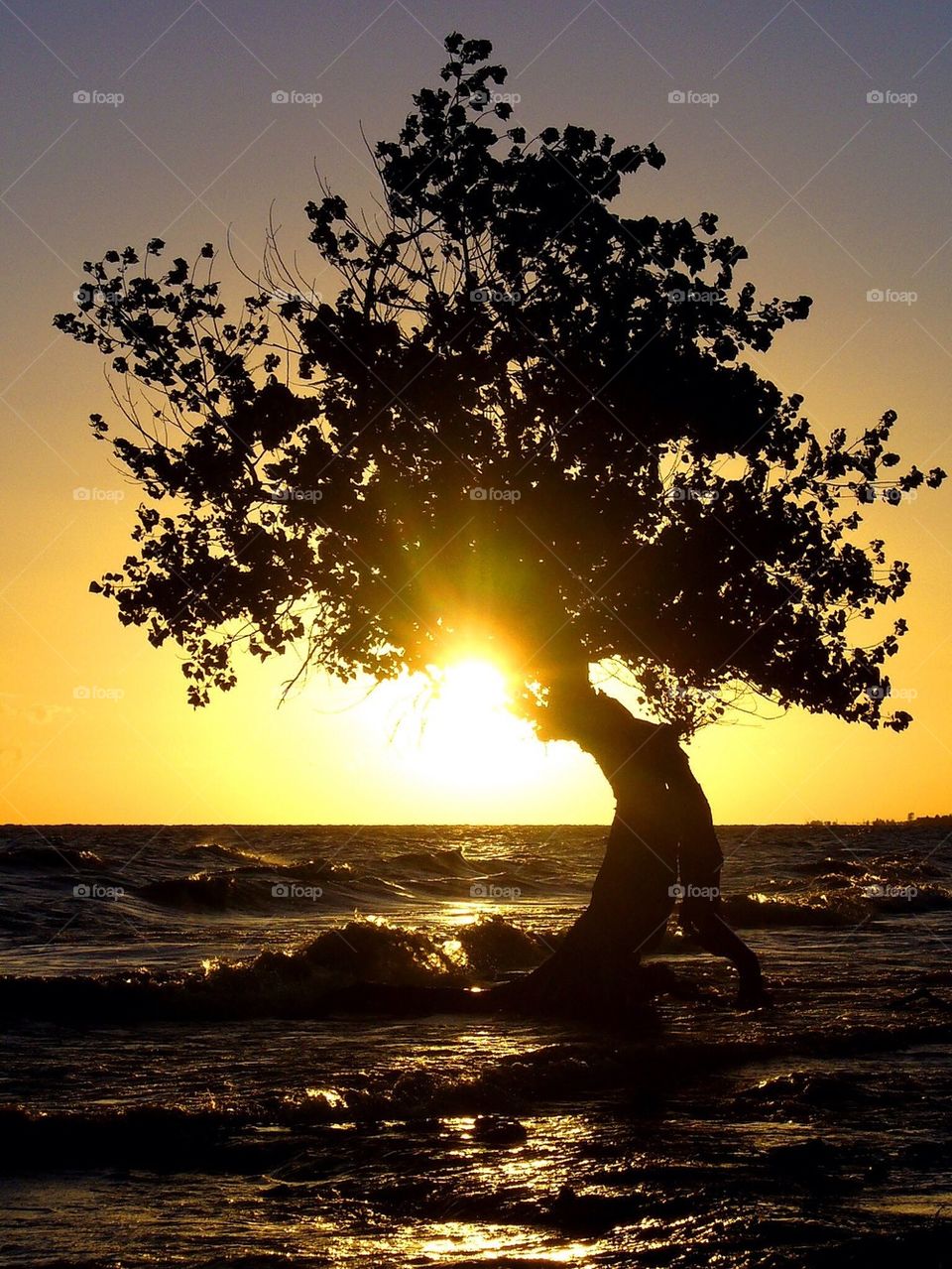 Tree in the water at rio da plata