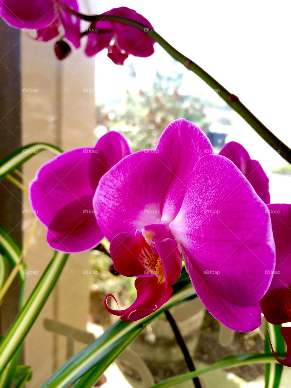 Pink Orchid Flower. Pink orchid flower at a Vietnames restaurant. 