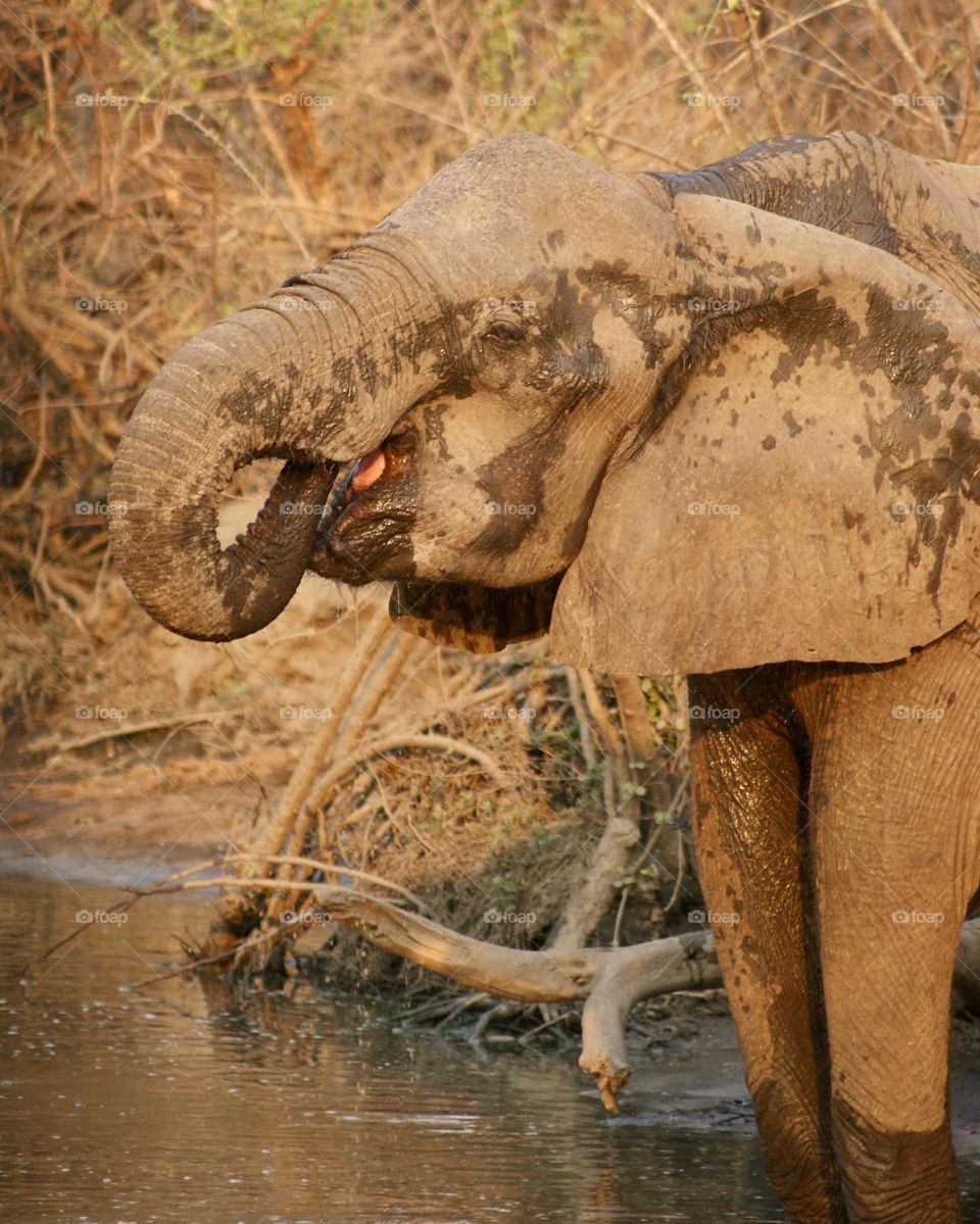 Elephant drinking water - if you look closely you can see his tongue! 