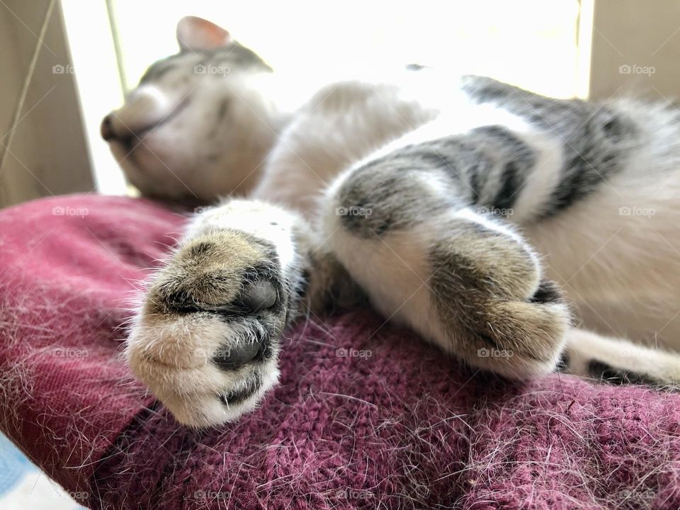 My kitten Petey likes to snooze on an old jumper, in the window