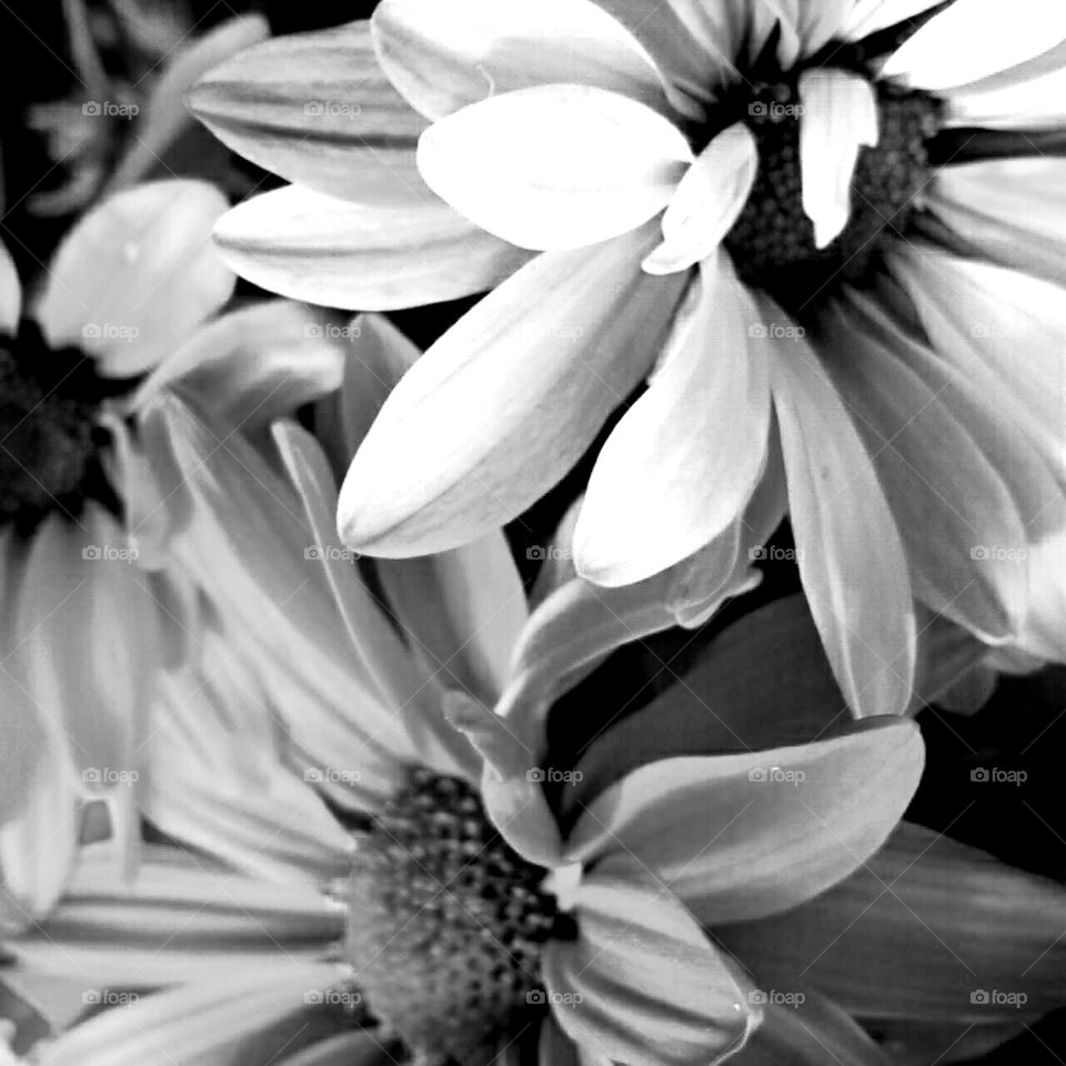 Flower, Nature, Monochrome, Flora, No Person