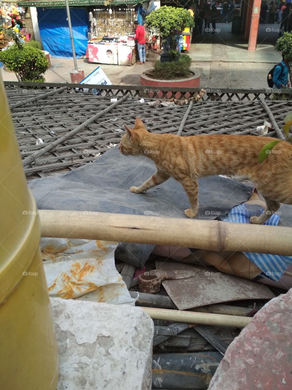 Cute cat walking in market