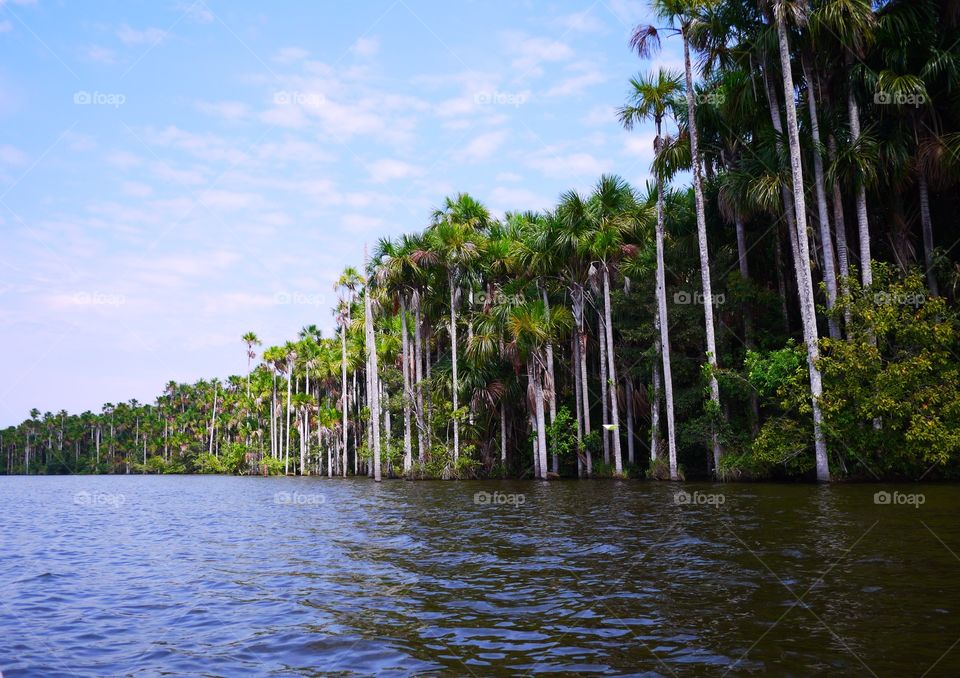 View of lake Sandoval, Peru