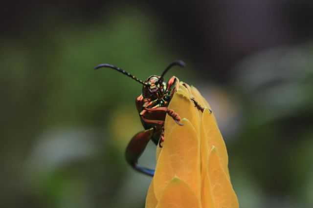 macro photography