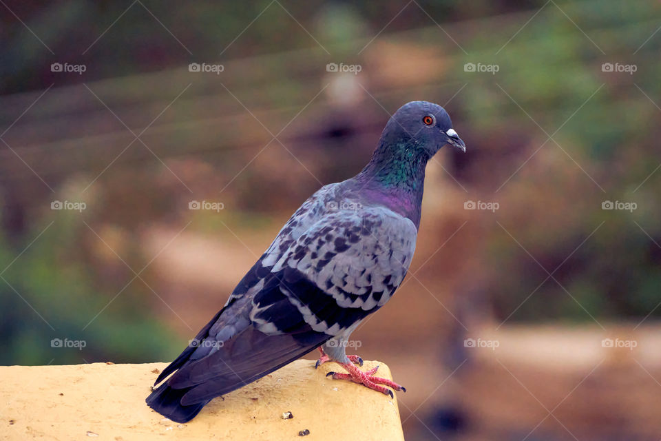 Bird photography - Dove - Scouting for food