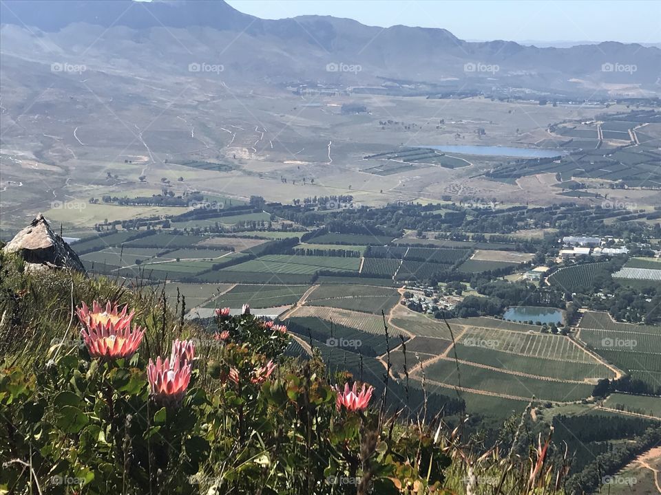 Our local treasure! Beautiful proteas overlooking the lush vineyards below. This is the beautiful view you are afforded if you are willing to hike up the Helderberg in Somerset West, Cape Town