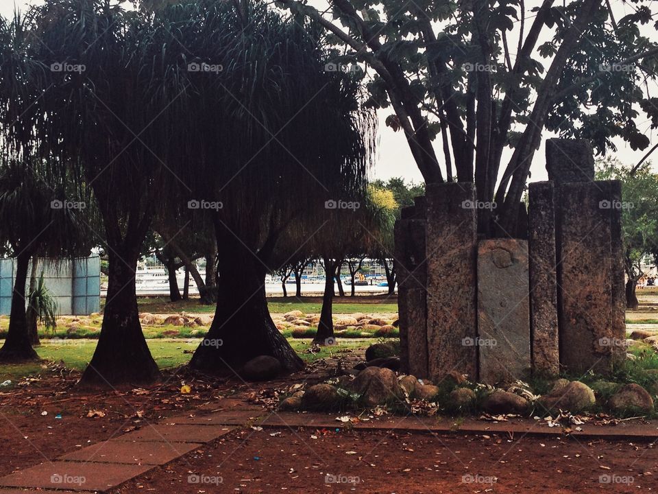 Trees
Rio de Janeiro, Brasil