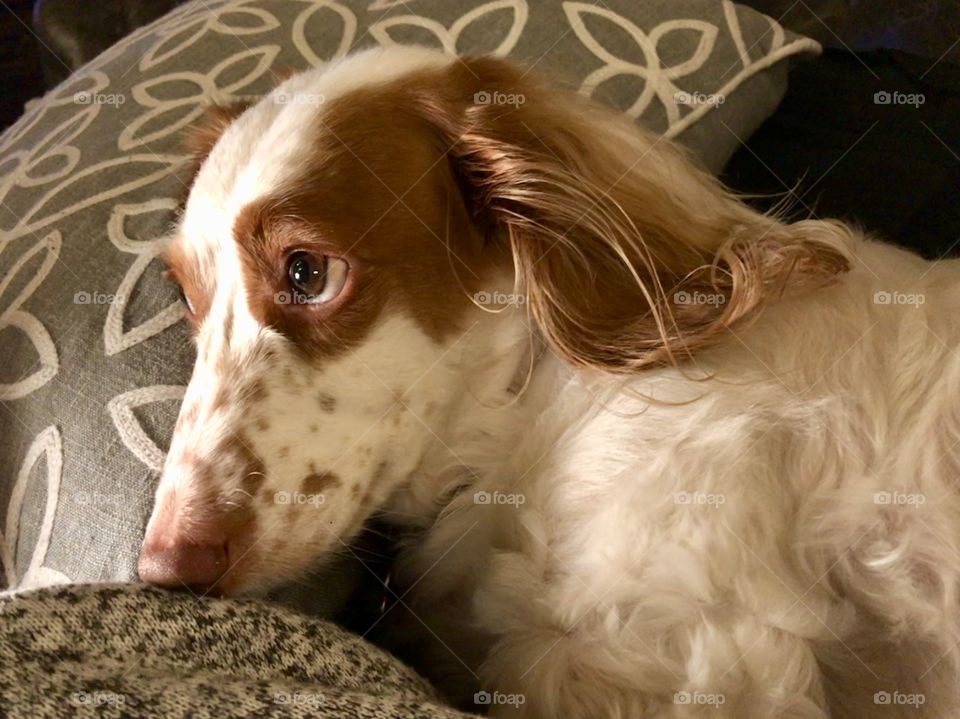 Angelic Dachshund in a sea of pillows 